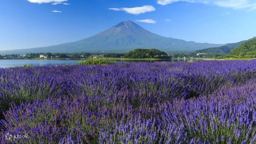 Fuji Cottage Fudžikawagučiko Exteriér fotografie